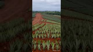 Finca AUGRO FRESH