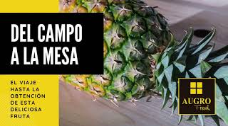 Pineapple Dulce María